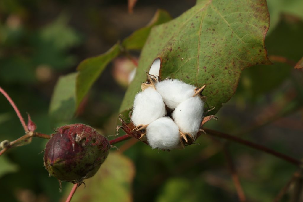 Close-up of a cotton boll with white fibers emerging from the pod on a cotton plant.