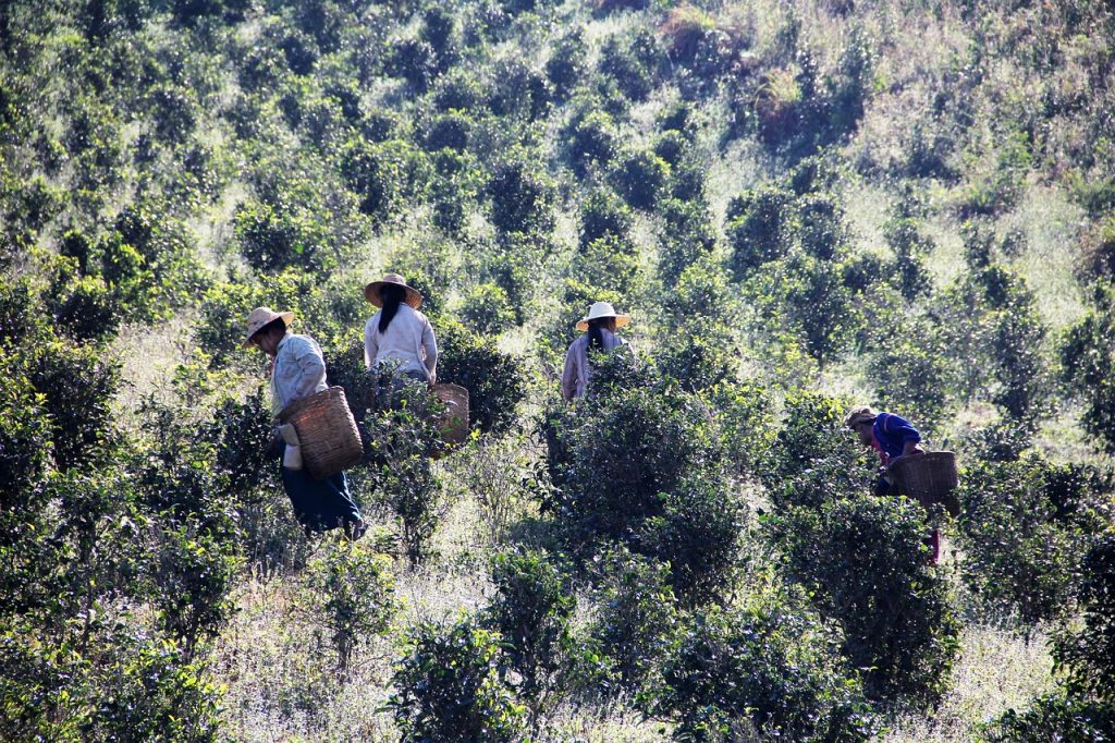 People harvesting tea leaves on a lush hillside plantation.