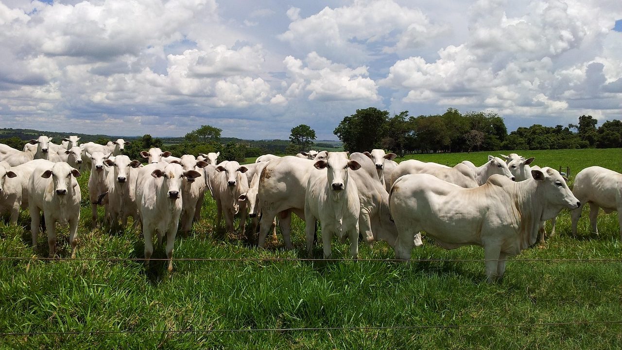 A herd of white cattle standing on green grass under a partly cloudy sky.
