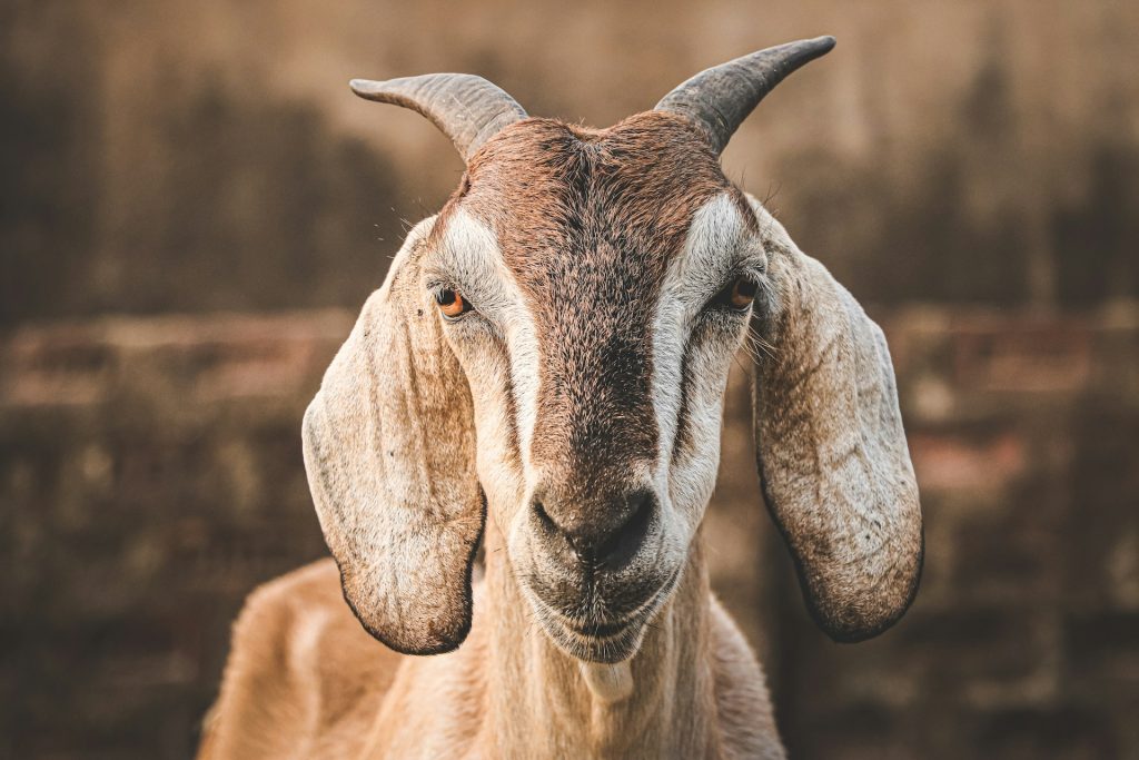 A close-up portrait of a goat with curved horns and long drooping ears, staring directly at the camera against a blurred brown background.