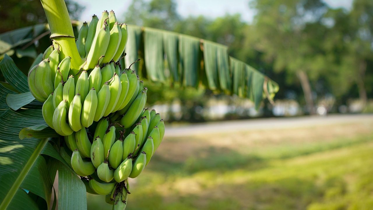 Banana Plant