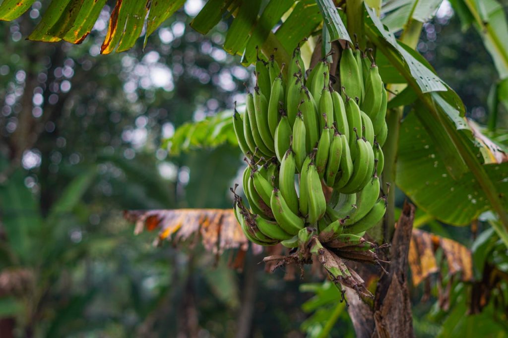 A close-up of a banana plant with a large cluster of green bananas hanging from it, surrounded by partially damaged leaves, highlighting the impact of climate stress on agriculture.